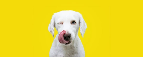 Imagem ilustrativa de Coleta de urina em cães