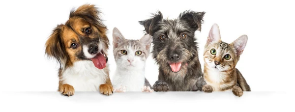 Imagem ilustrativa de Cromoterapia veterinária perto de mim