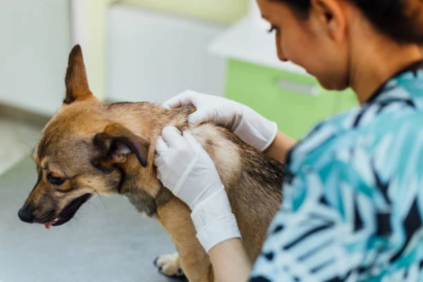 Imagem ilustrativa de Dermatologia veterinária