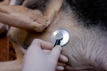 Imagem ilustrativa de Ecg veterinario