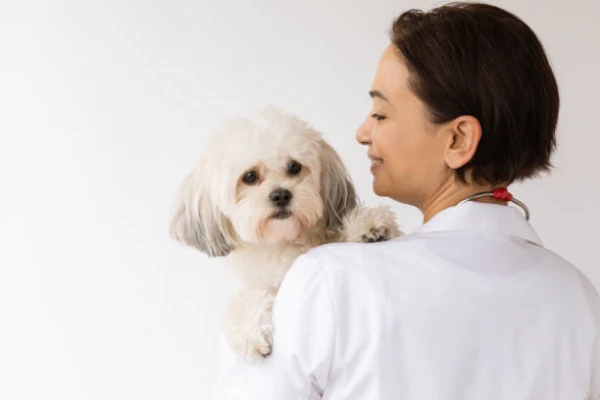 Imagem ilustrativa de Ecocardiograma veterinário preço