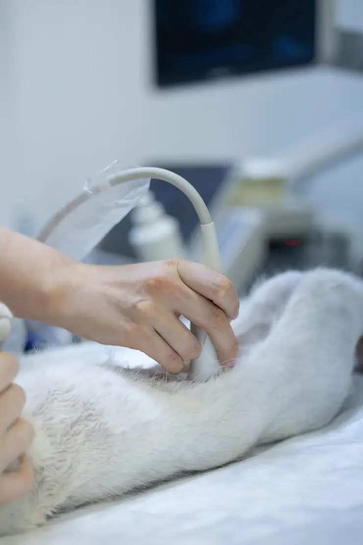 Imagem ilustrativa de Exame de ultrassonografia veterinária