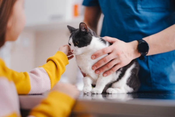 Imagem ilustrativa de Exame de urina de gatos em São Paulo