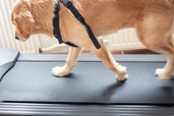 Imagem ilustrativa de Fisioterapia em cachorro em São Paulo