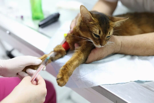 Imagem ilustrativa de Hemograma em animais