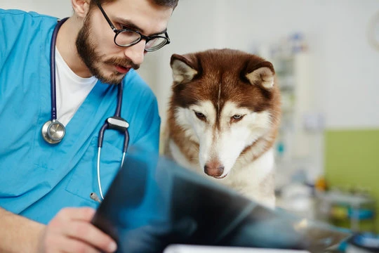 Imagem ilustrativa de Radiografia veterinária
