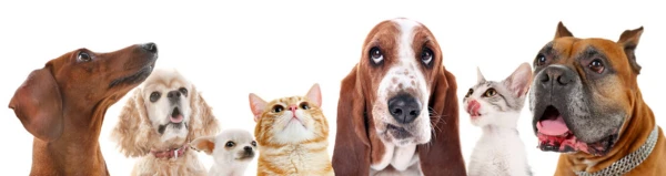 Imagem ilustrativa de Reiki em animais em São Paulo