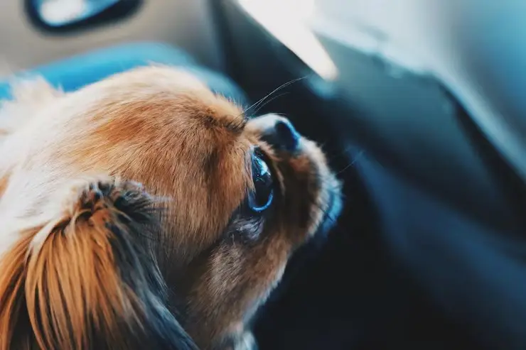 Imagem ilustrativa de Ultrassom ocular em cães