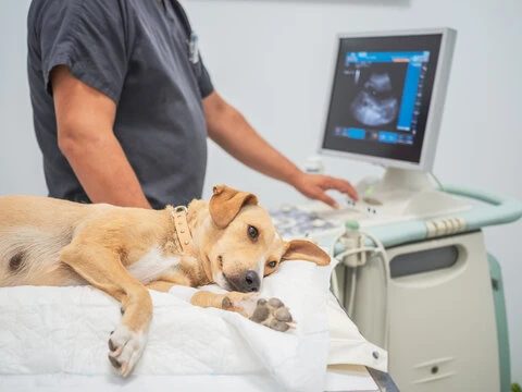 Imagem ilustrativa de Ultrassom veterinário valor