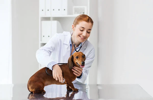 Imagem ilustrativa de Veterinária integrativa